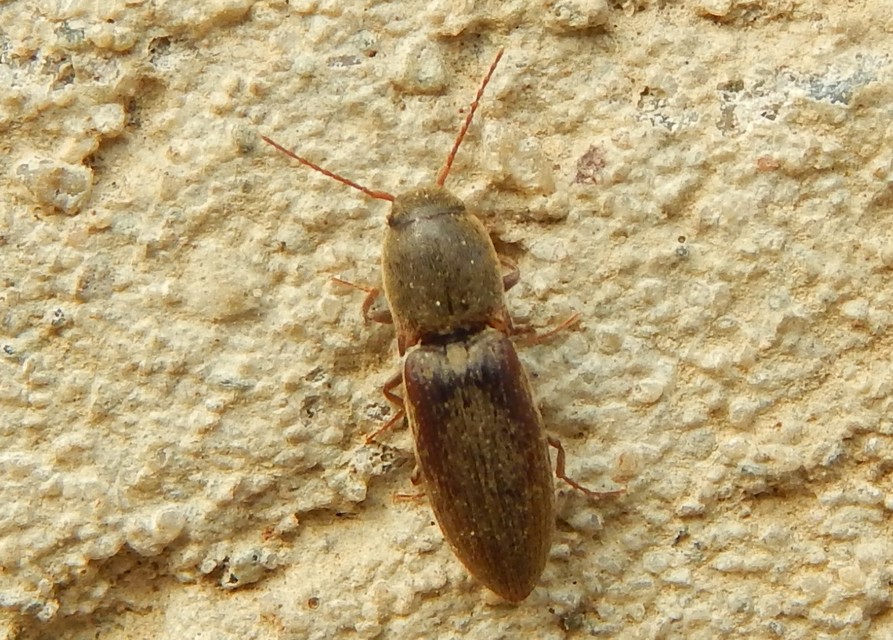 Agriotes