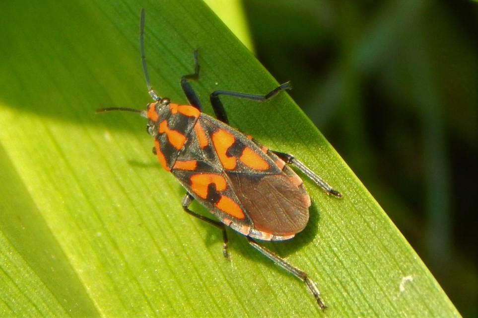 Spilostethus saxatilis - virágbodobács