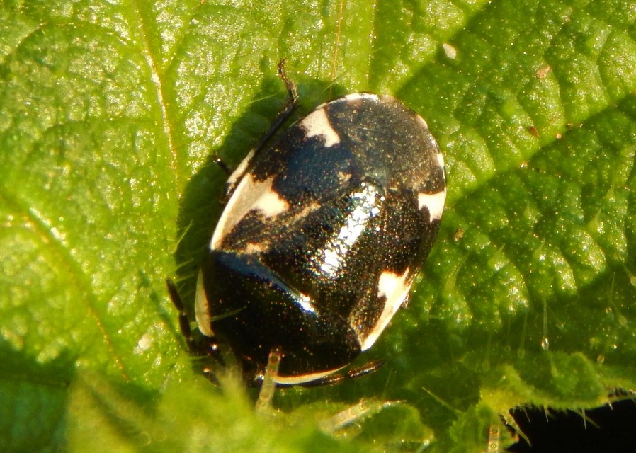 Tritomegas sexmaculatus - hatfoltos földipoloska