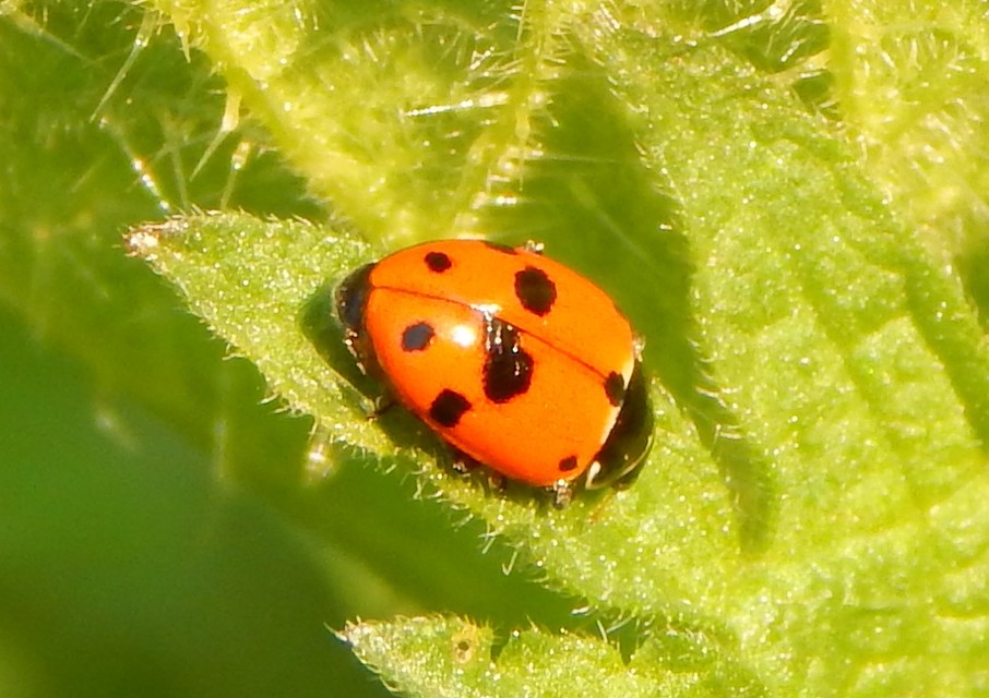 Hippodamia variegata - tizenhárompettyes katica
