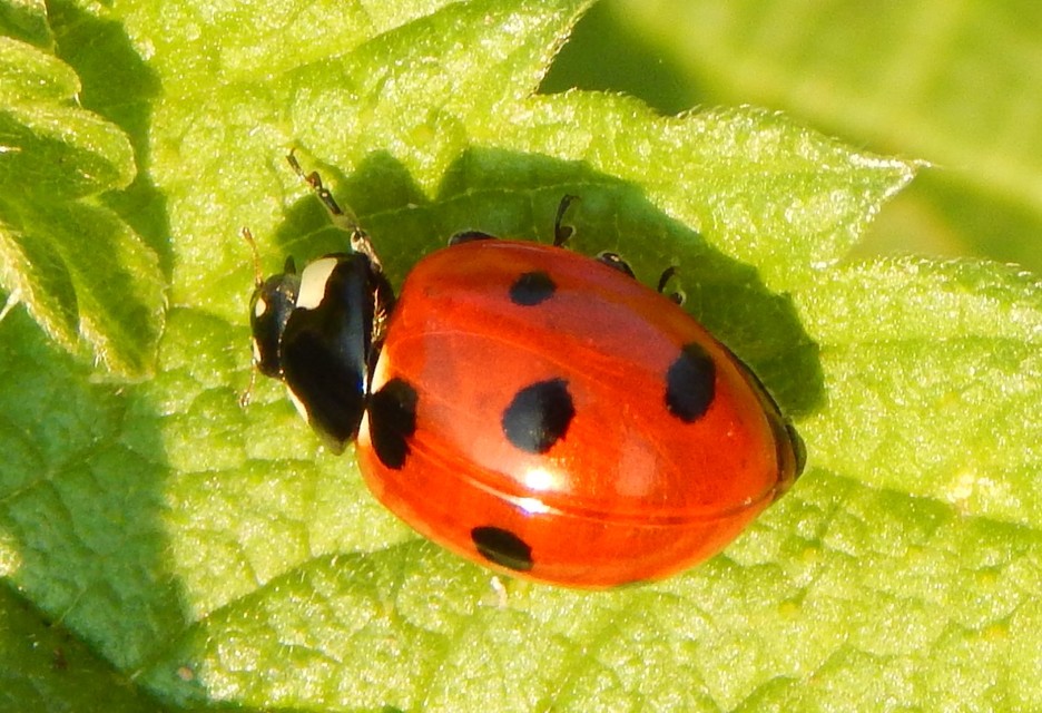 Coccinella septempunctata - hétpettyes katica