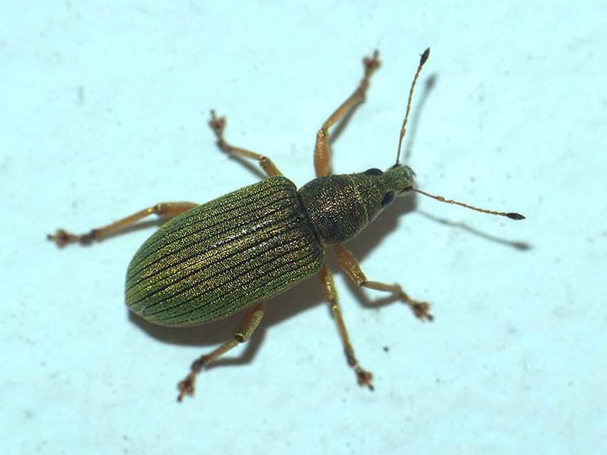 Polydrusus formosus - selymes lombormányos