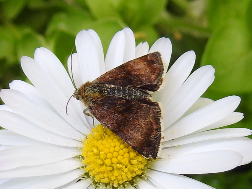 Panemeria tenebrata - apró sárgabagoly