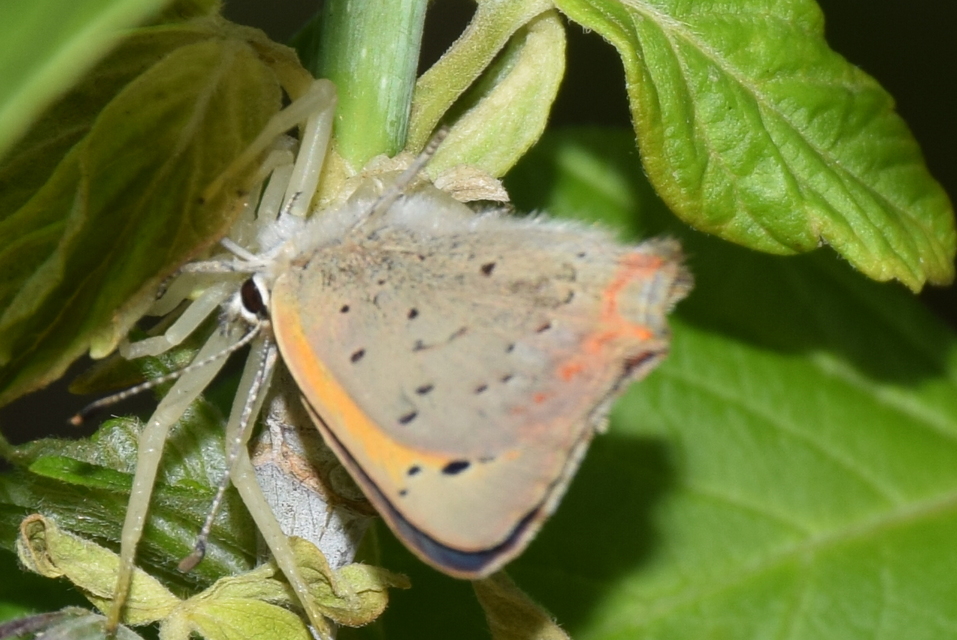 Lycaena phlaeas - közönséges tűzlepke