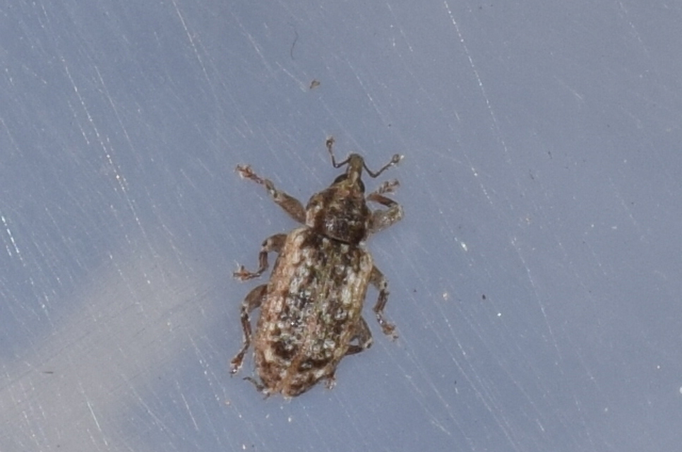 Dorytomus ictor - szegélyes hangormányos