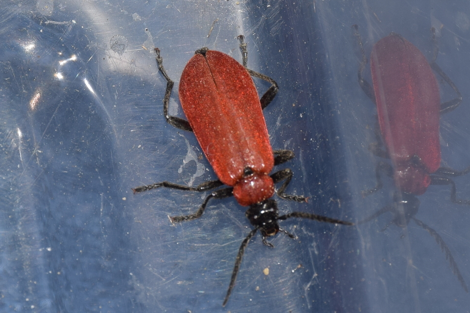 Pyrochroa coccinea - nagy bíborbogár