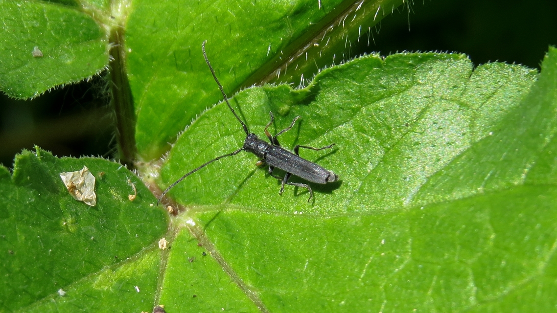 Phytoecia cylindrica - medvelapucincér