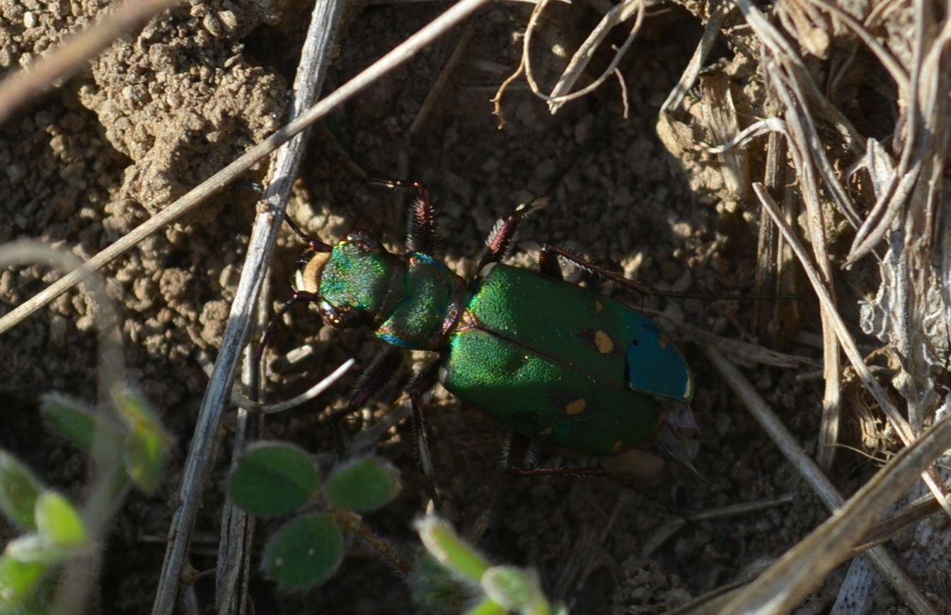 Cicindela campestris - mezei homokfutrinka