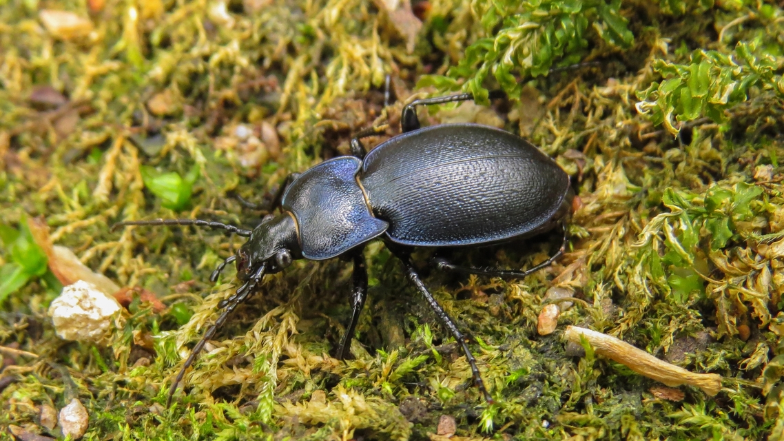 Carabus convexus - selymes futrinka