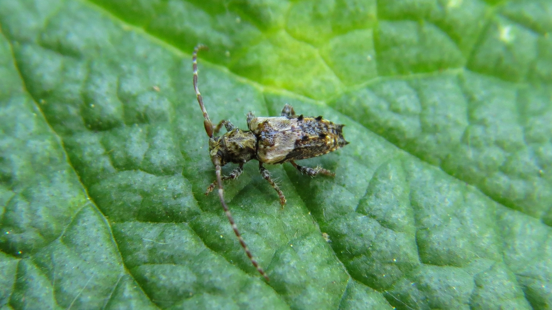 Pogonocherus hispidus - kéttövises ecsetcincér
