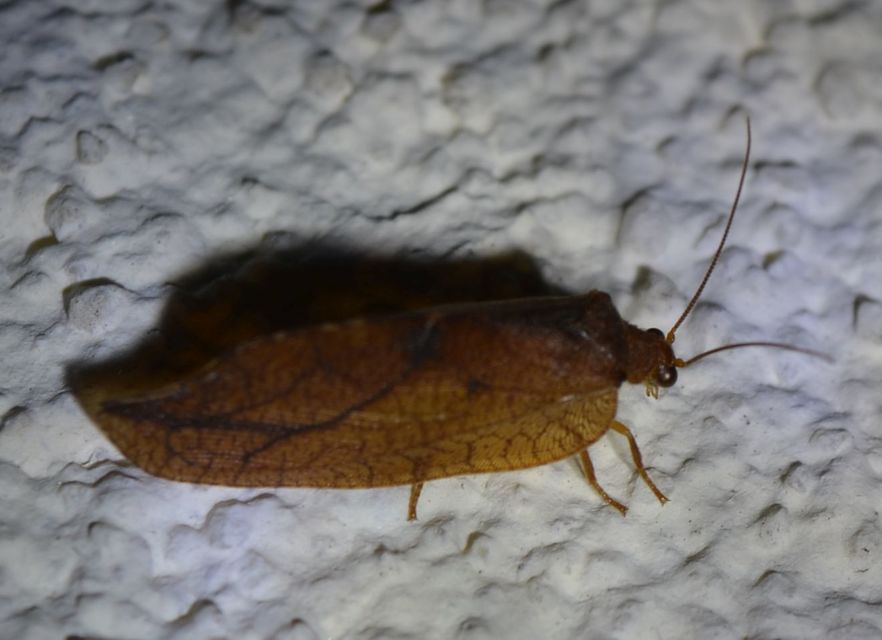 Drepanepteryx phalaenoides