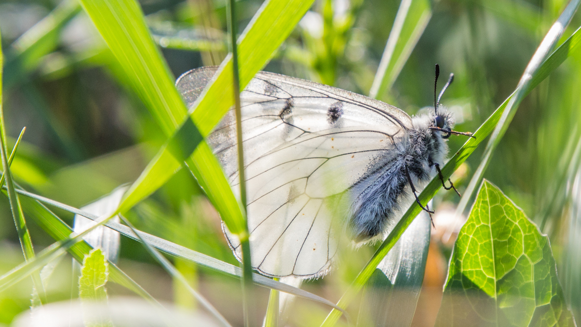 Parnassius mnemosyne - kis apollólepke