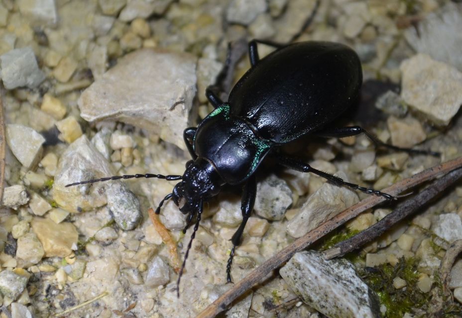 Carabus nemoralis - ligeti futrinka