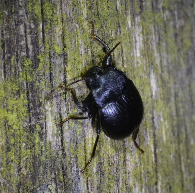 Accanthopus velikensis