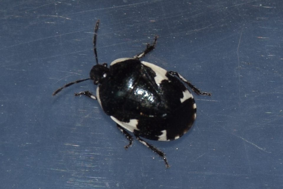 Tritomegas sexmaculatus - hatfoltos földipoloska