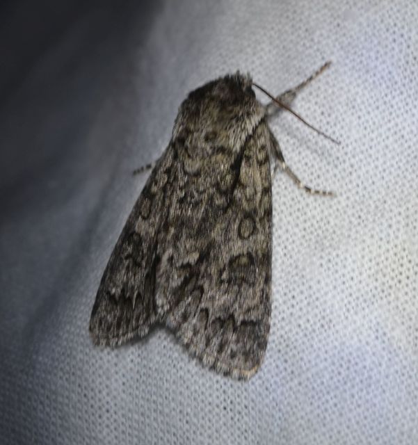 Acronicta auricoma - aranyos szigonyosbagoly
