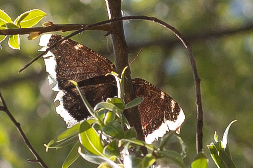 Nymphalis antiopa - gyászlepke