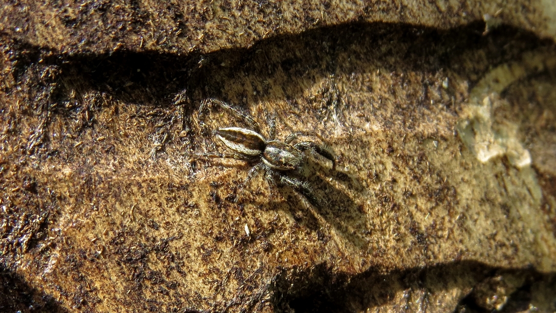 Pseudicius encarpatus - kéregugrópók