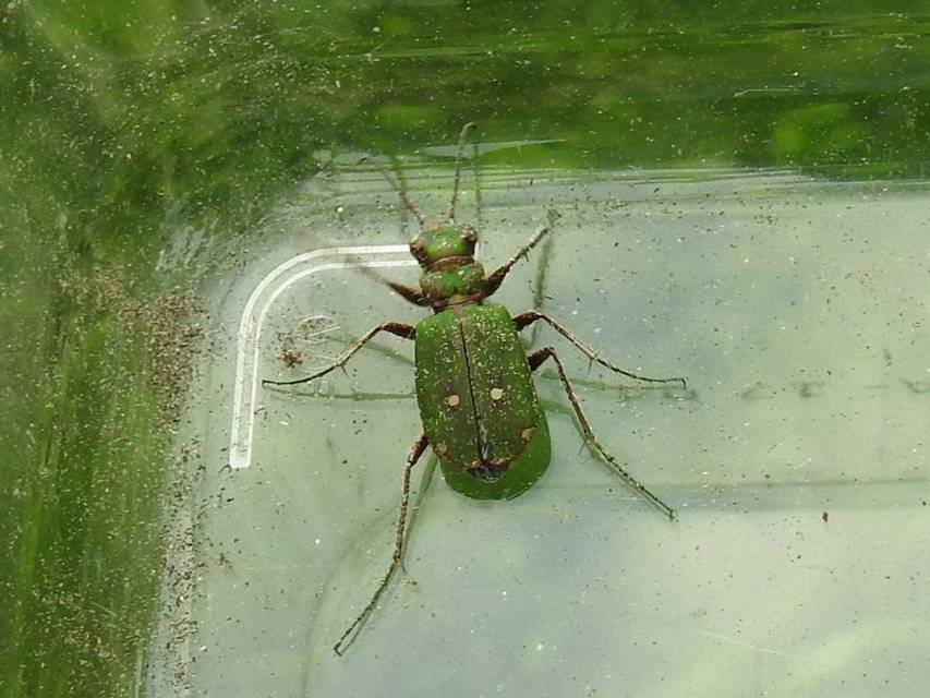 Cicindela campestris - mezei homokfutrinka