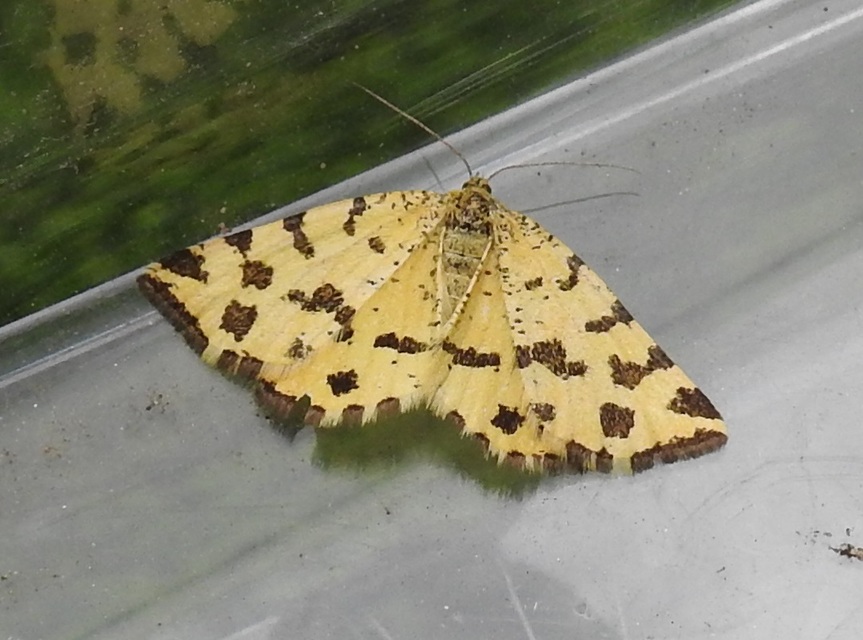 Pseudopanthera macularia - párducfoltos araszoló