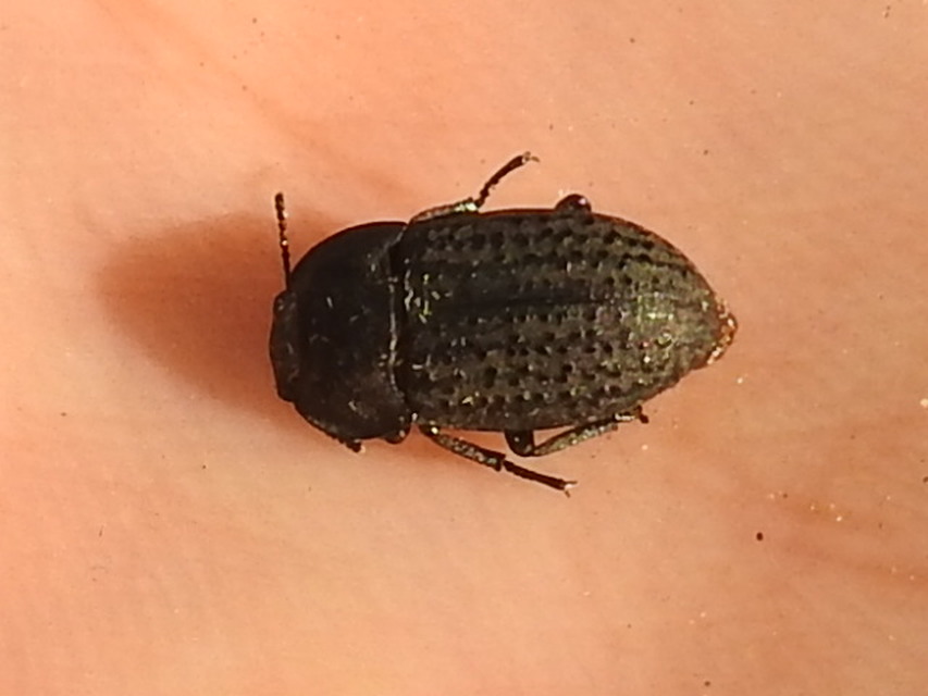 Opatrum sabulosum - sároshátú gyászbogár