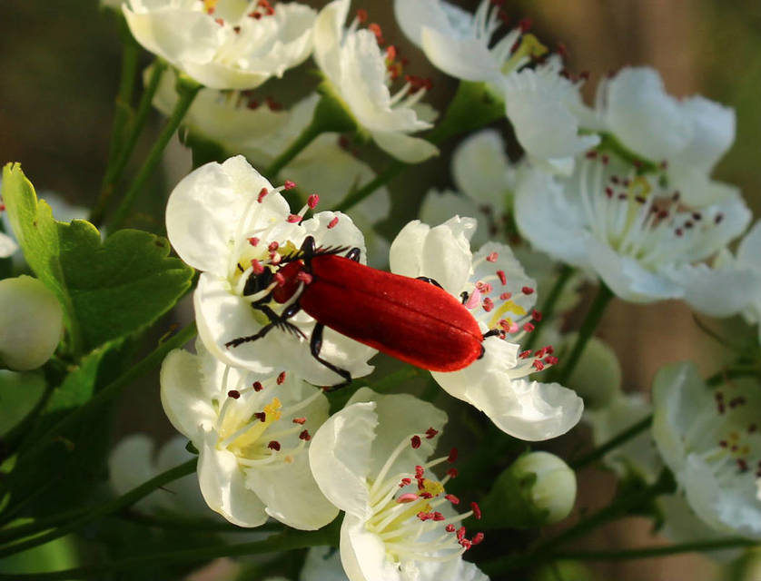 Pyrochroa coccinea - nagy bíborbogár