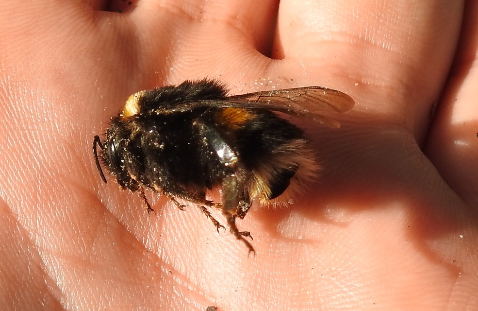 Bombus terrestris/lucorum
