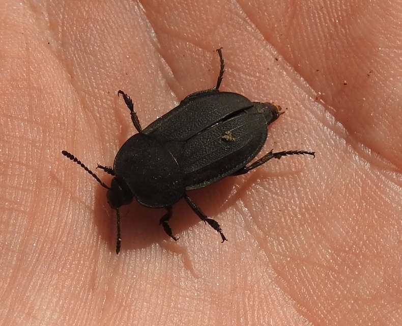 Silpha obscura - közönséges dögbogár
