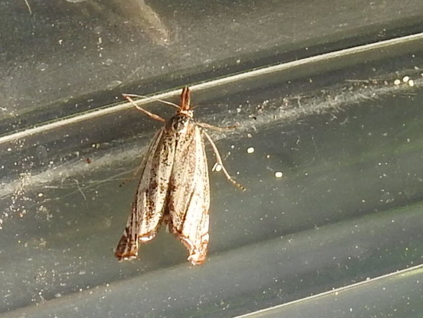 Thisanotia chrysonuchella - tavaszi fűgyökérmoly
