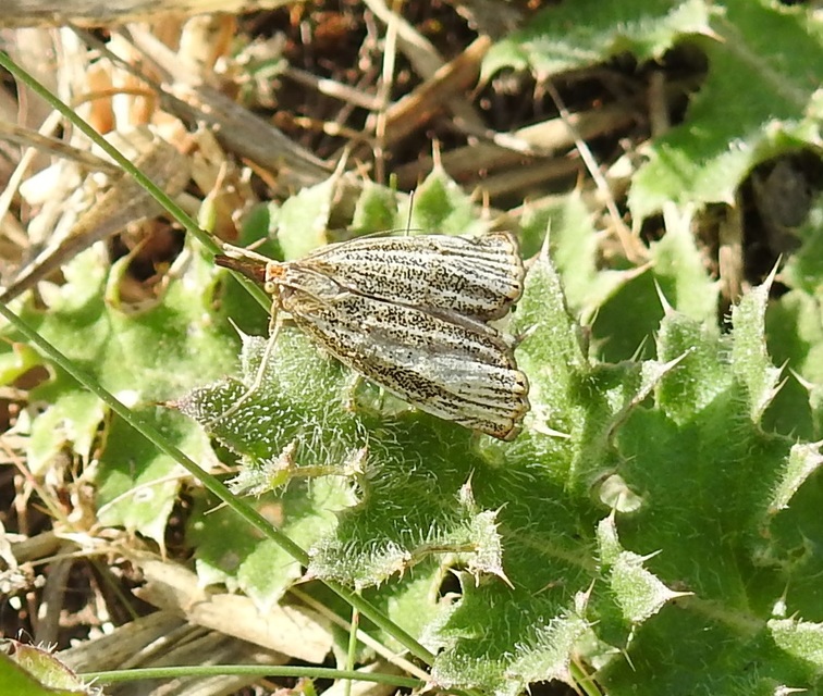 Thisanotia chrysonuchella - tavaszi fűgyökérmoly