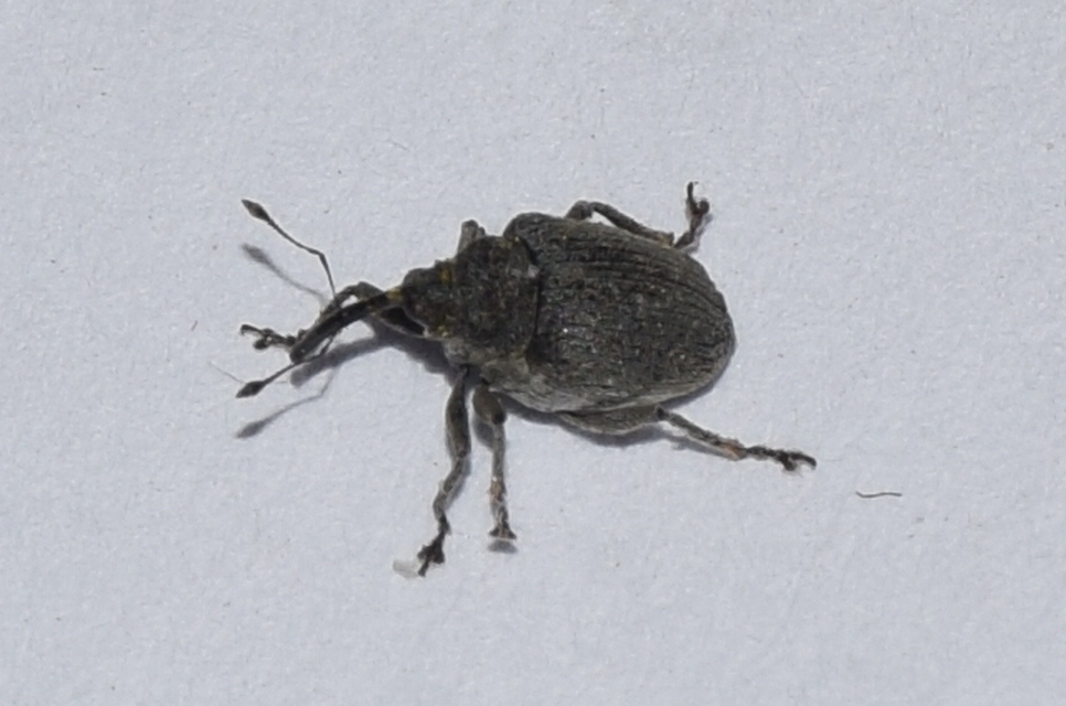 Ceutorhynchus napi - széles repce-ceutormányos