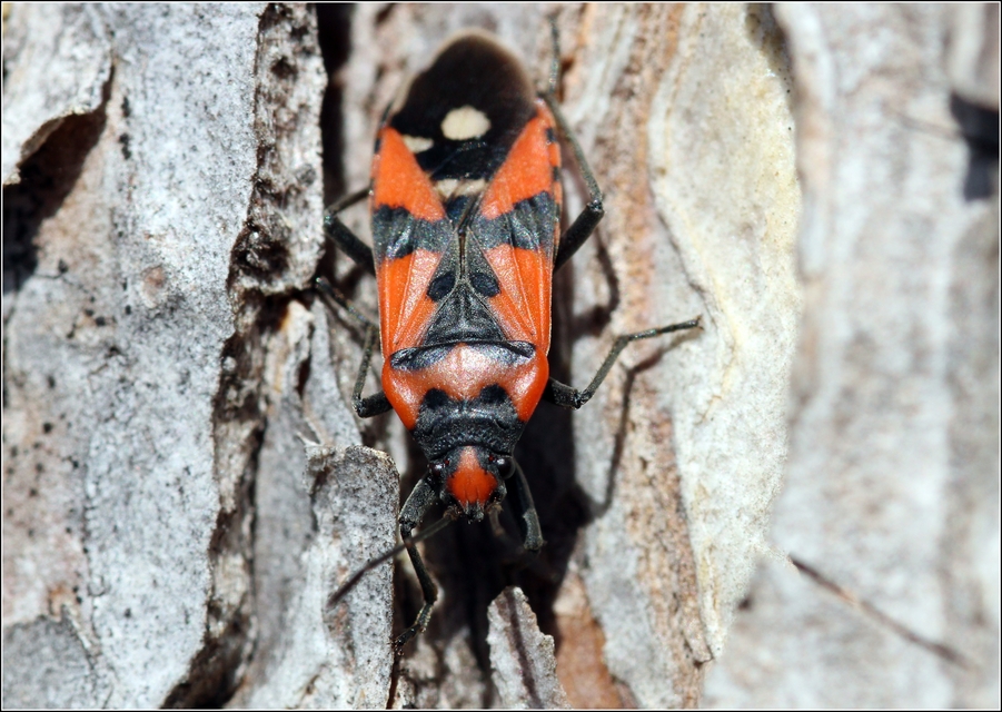 Lygaeus equestris/simulans