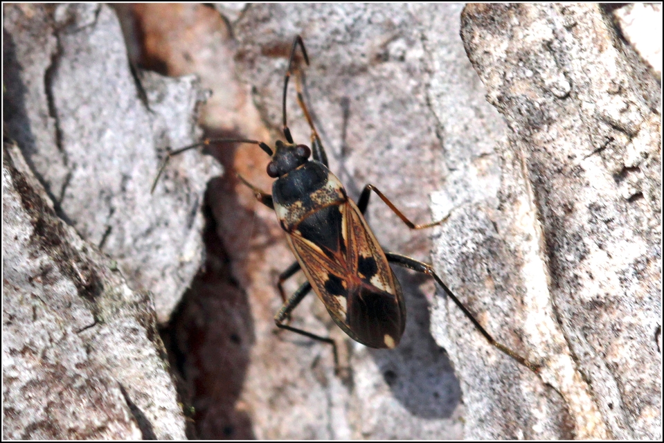 Rhyparochromus vulgaris - közönséges díszesbodobács