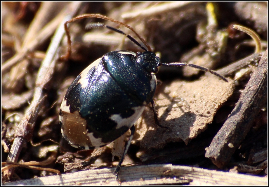 Tritomegas bicolor - foltos földipoloska