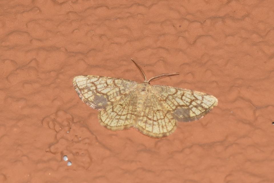 Stegania dilectaria - fehérnyár-araszoló