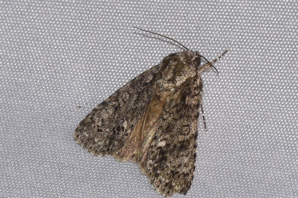 Acronicta rumicis - sóska-szigonyosbagoly