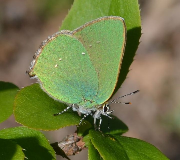 Callophrys rubi - zöldfonákú lepke