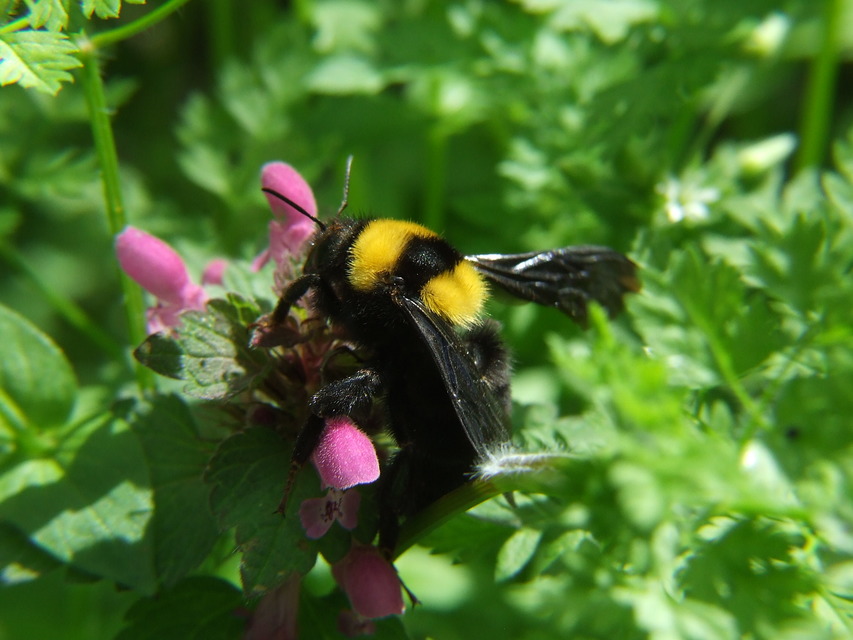Bombus argillaceus - délvidéki poszméh