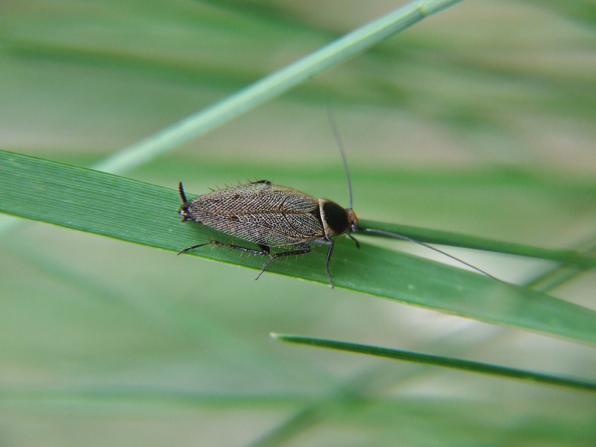 Ectobius