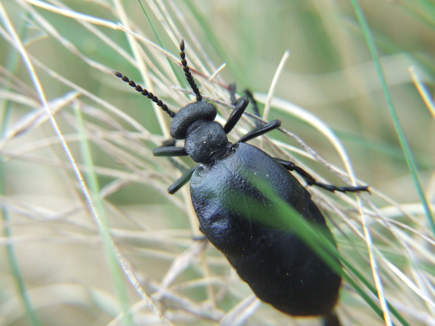 Meloe scabriusculus - érdes nünüke