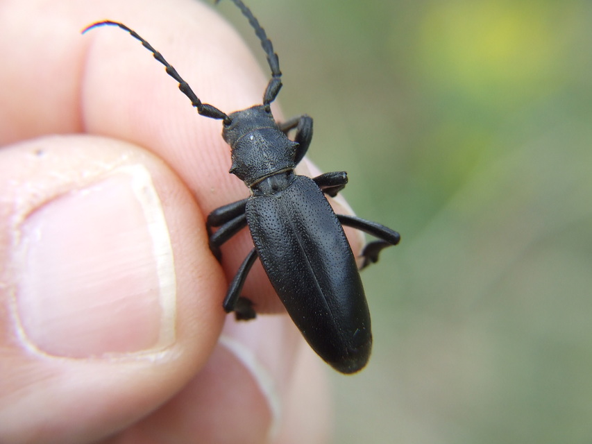 Dorcadion aethiops - fekete gyalogcincér