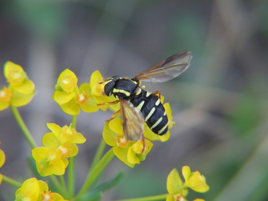 Xanthogramma citrofasciatum - korai oldalsávoslégy