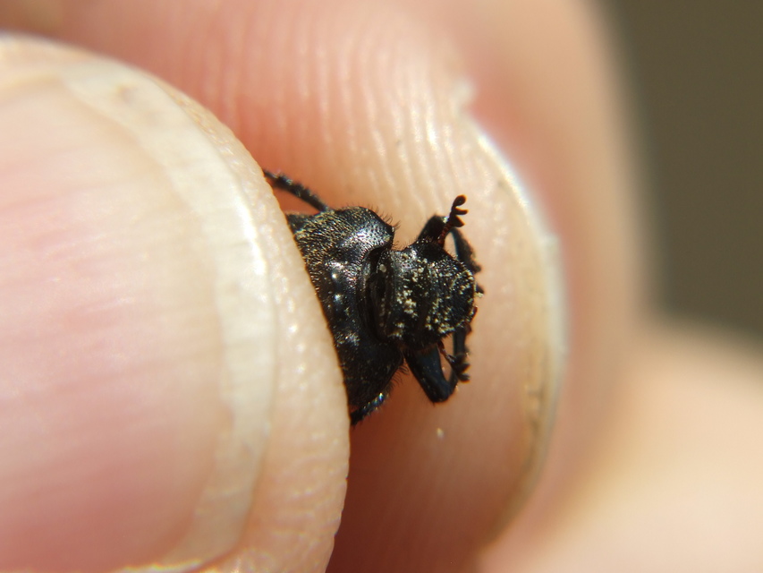 Onthophagus verticicornis - fekete trágyatúró