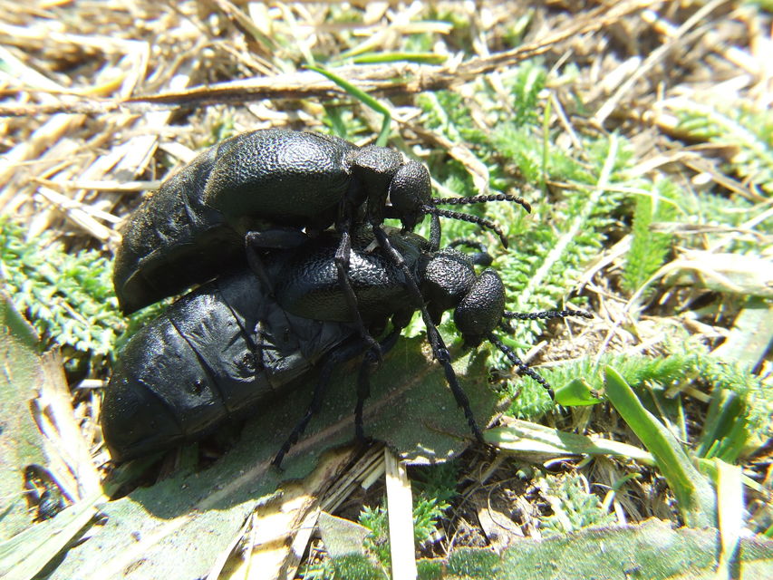 Meloe cicatricosus - óriásnünüke