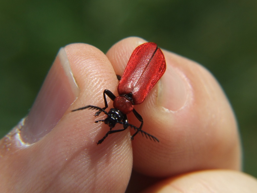 Pyrochroa coccinea - nagy bíborbogár