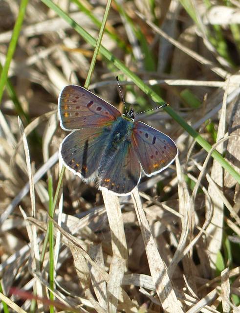 Lycaena tityrus - barna tűzlepke