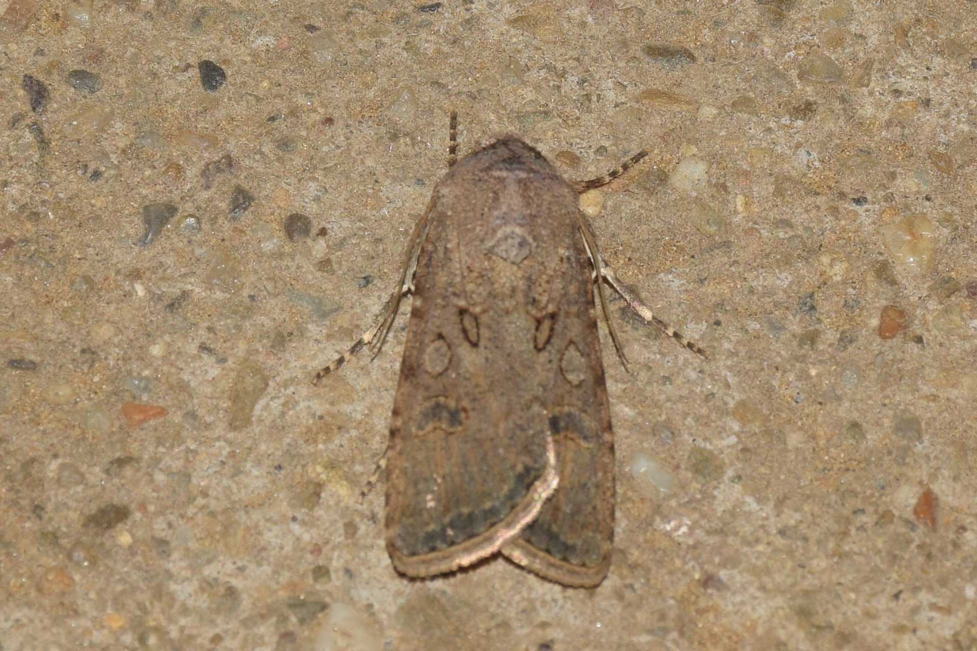 Agrotis segetum - vetési földibagoly