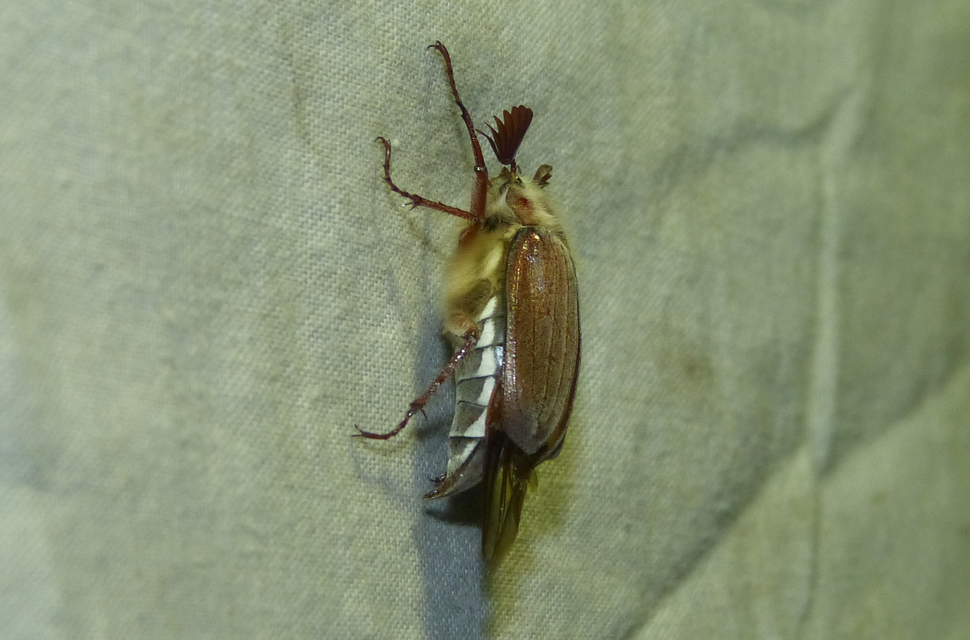 Melolontha hippocastani - erdei cserebogár