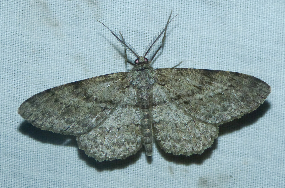 Hypomecis punctinalis - pettyes faaraszoló