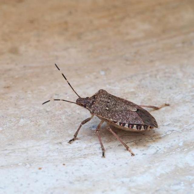 Halyomorpha halys - ázsiai márványospoloska